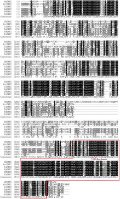 Functional Characterization of the EMBRYONIC FLOWER 2 Gene Involved in Flowering in Ginkgo biloba